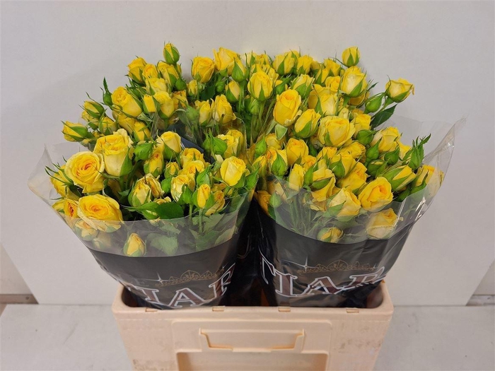 <h4>R TR MARISA</h4>