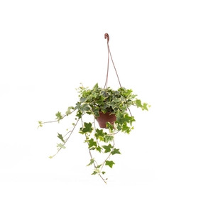 HEDERA VARIEGATA C18