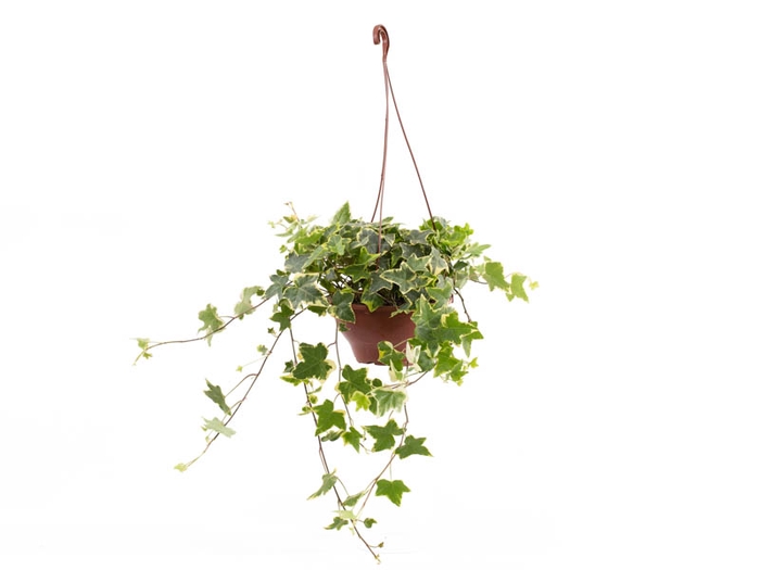 <h4>HEDERA VARIEGATA C18</h4>