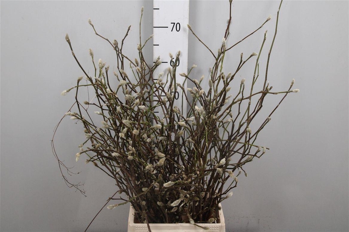 <h4>Magnolia White</h4>