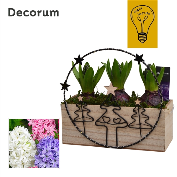 <h4>Arrangementen Hyacinthus 6%</h4>