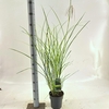 Miscanthus sinensis Gracillimus