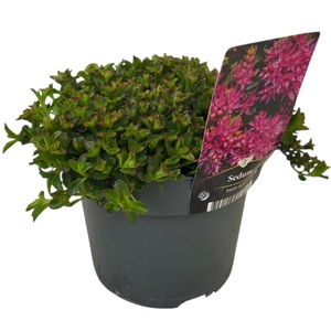 Sedum spurium SPOT ON DEEP ROSE