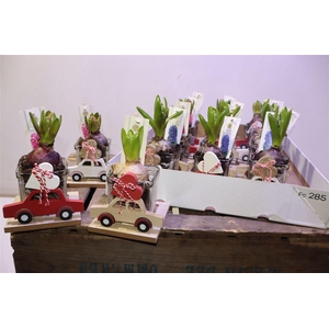 Arr Hyacinth Hout & Glas Decopotje