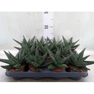 xGasterhaworthia  'Royal Highness'