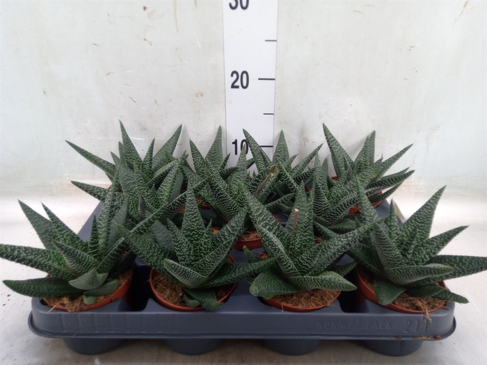 <h4>xGasterhaworthia  'Royal Highness'</h4>