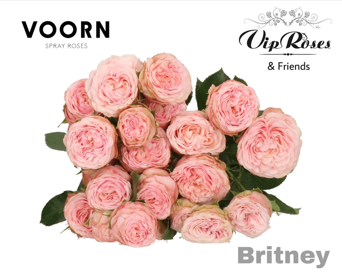<h4>R TR BRITNEY</h4>
