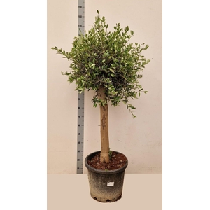 OLEA EUROPAEA