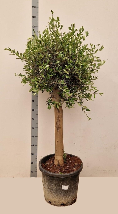 <h4>OLEA EUROPAEA</h4>