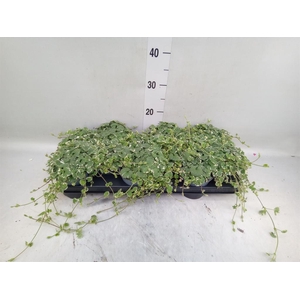 Glechoma hederacea 'Variegata'