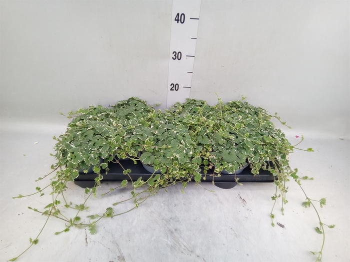 <h4>Glechoma hederacea 'Variegata'</h4>