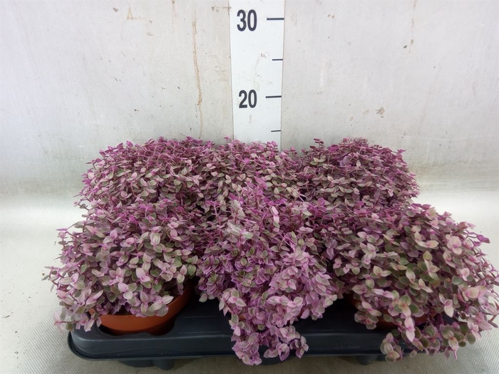 <h4>Callisia repens 'Rosato'</h4>
