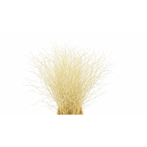 Berk 70cm Goud Pbs
