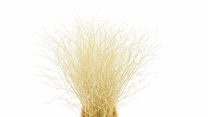 <h4>Berk 70cm Goud Pbs</h4>