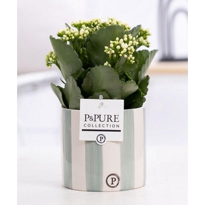 Kalanchoe white in P&PURE Eline 2 ceramics green