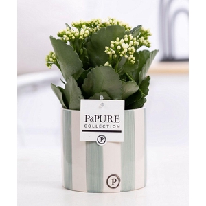 Kalanchoe white in P&PURE Eline ceramics green
