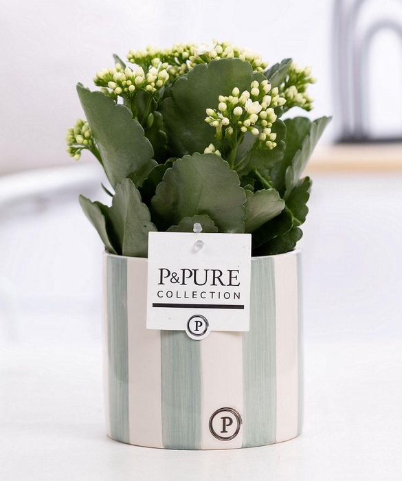 <h4>Kalanchoe white in P&PURE Eline 2 ceramics green</h4>