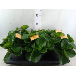 Peperomia obt. 'Green Gold'