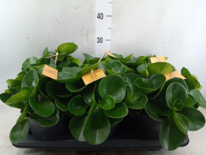 <h4>Peperomia obt. 'Green Gold'</h4>