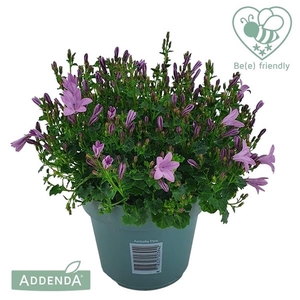 Campanula Ambella Pink