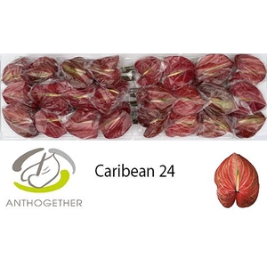 ANTH A CARIBEAN 24 Smart Pack