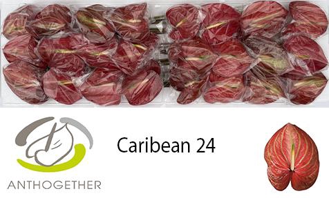 <h4>ANTH A CARIBEAN 24 Smart Pack</h4>