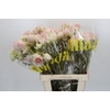 Blushing Bride 4/6 Flowers