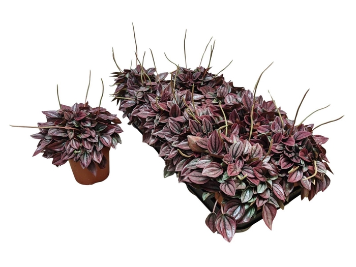 <h4>PEP CA CAYENNE</h4>