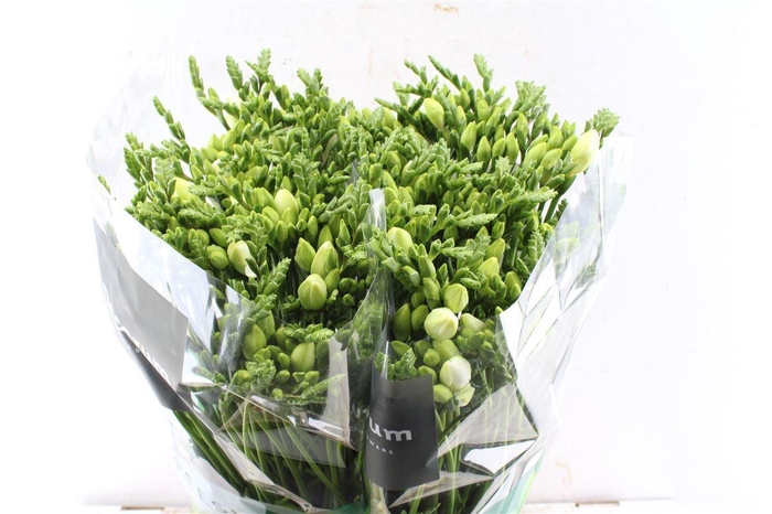 <h4>Fr Du Vivre White</h4>