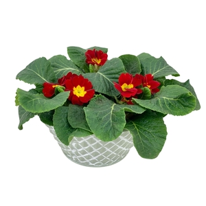 Ruitjes Groen Zink 3xprim op kleur 661