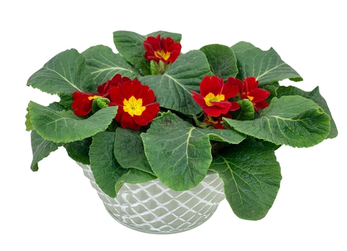 <h4>Ruitjes Groen Zink 3xprim op kleur 661</h4>