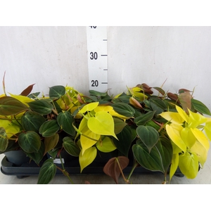 Philodendron scand. subsp. micans