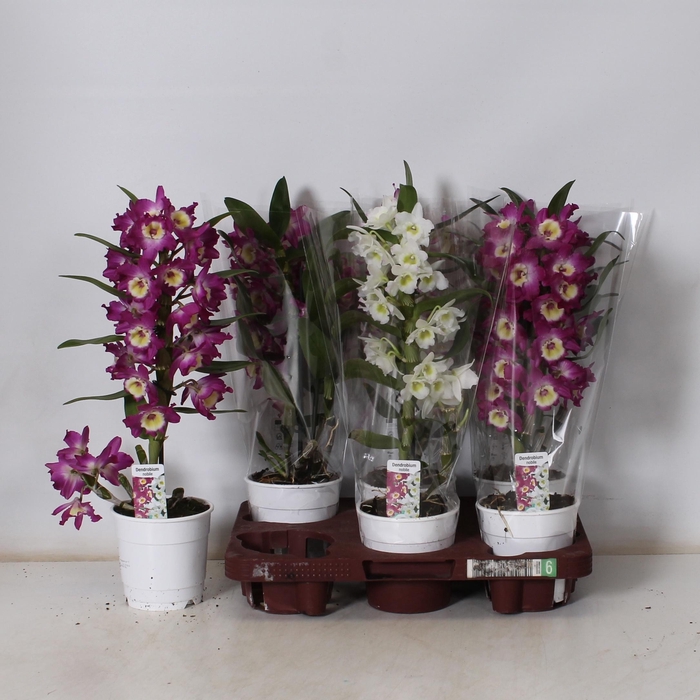 <h4>DEND NOBILE</h4>