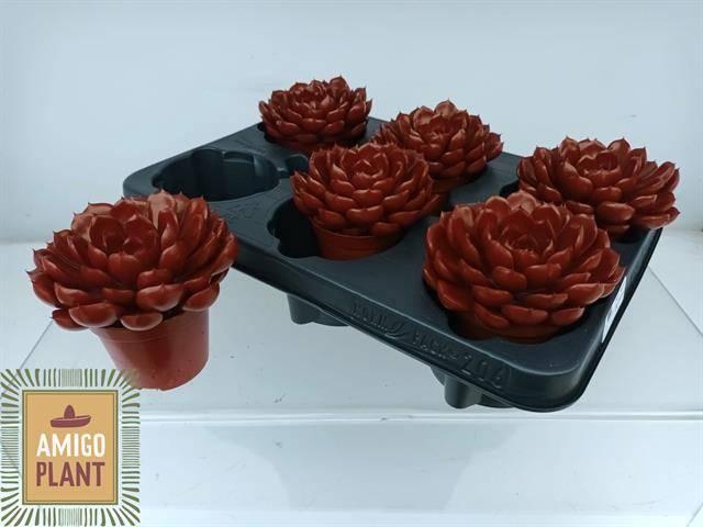 <h4>ECHEV SUMMER</h4>