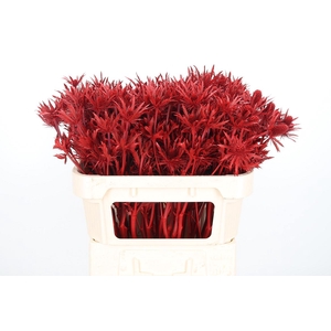 Eryn Orion Kl Bh Rood