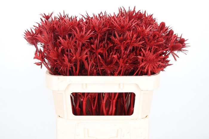 <h4>Eryn Orion Kl Bh Rood</h4>