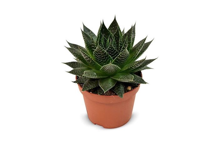 <h4>Aloe aristata 'Safari Ami'</h4>