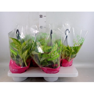 Epipremnum pinn. 'Global Green'