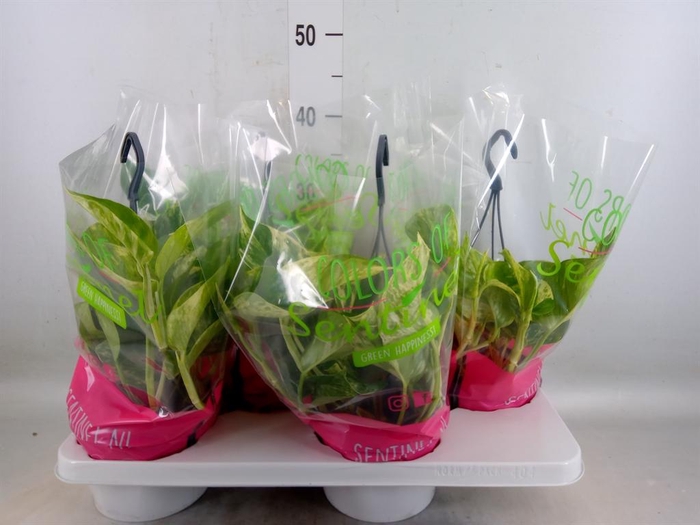 <h4>Epipremnum pinn. 'Global Green'</h4>