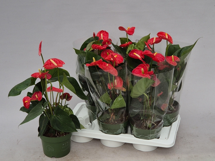 <h4>ANTHU AN MADURAL</h4>