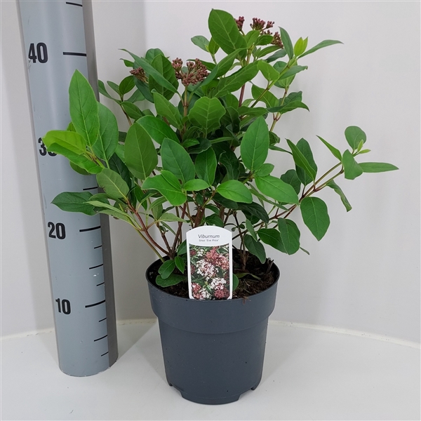 <h4>Viburnum tinus P17 (C2) - struik</h4>