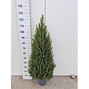 PICEA GL CONICA