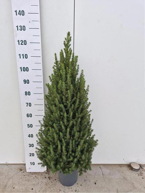 <h4>PICEA GL CONICA</h4>
