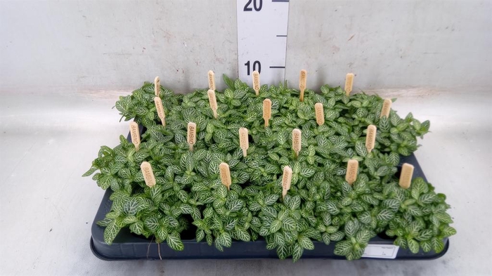 <h4>Fittonia verschaf.</h4>