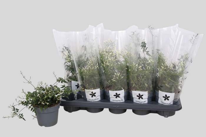 <h4>JASM POLYANTHUM WIT</h4>