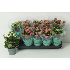 KAL GE PERF GEM 5 KL