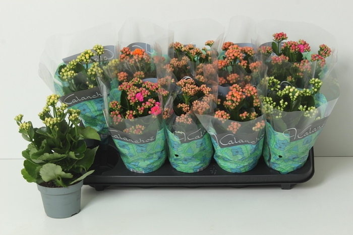 <h4>KAL GE PERF GEM 5 KL</h4>