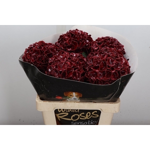 Hydr Wx (ex) Bordeaux