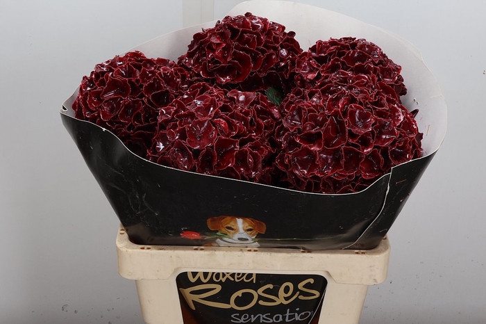 <h4>Hydr Wx (ex) Bordeaux</h4>