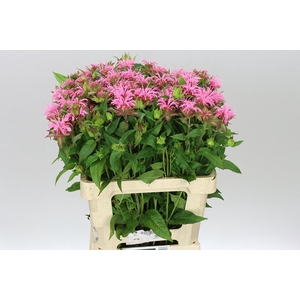 Monarda Pink
